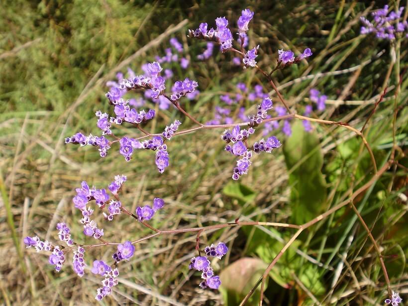 FETE DE LA SALADELLE STE MARIE DE LA MER