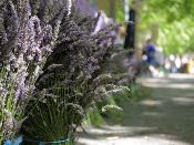 Fête de la Lavande à Montélimar