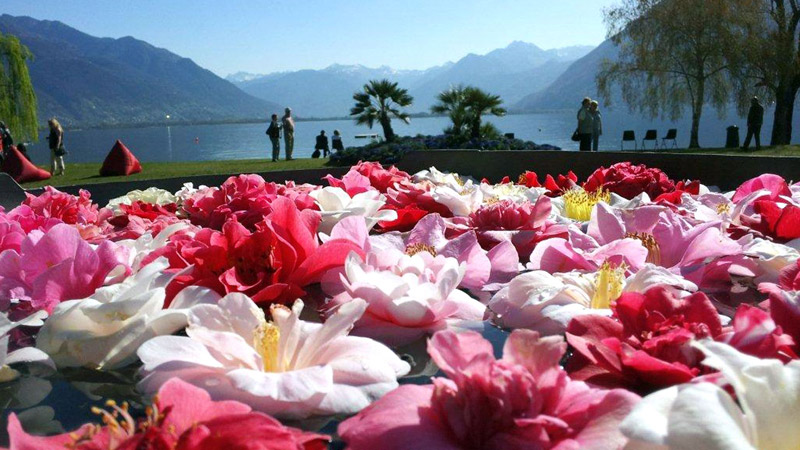 Fêtes des Camelias au Lac Majeur